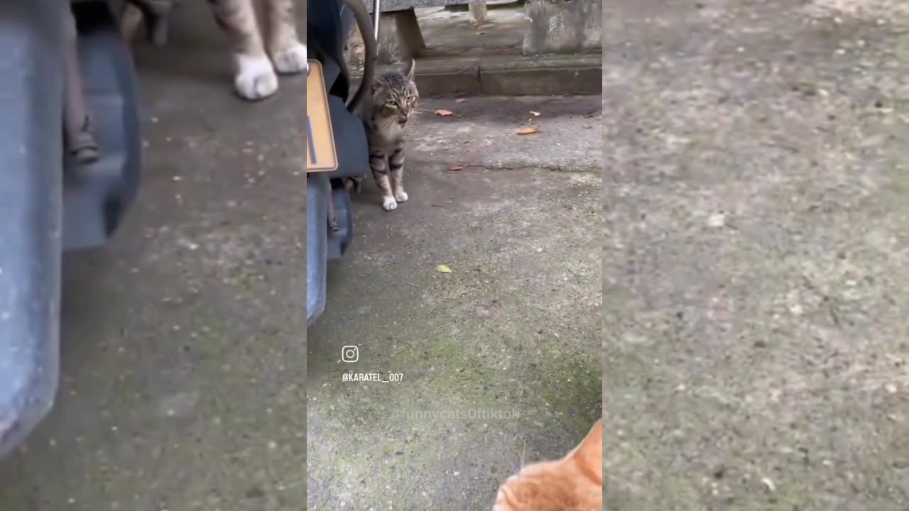 Viral funny cats video 😂😹