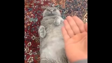 Funniest Cats 😹 - Don't try to hold back Laughter 😂 - Funny Cats Life