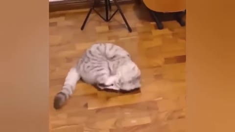 Awesome SO Cute Cat ! Cute and Funny Cat Videos to Keep You Smiling! 🐱6