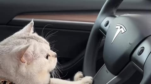 My cat is driving funny moments