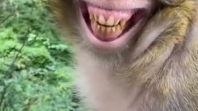 Funny monkey laughing 😂🤣