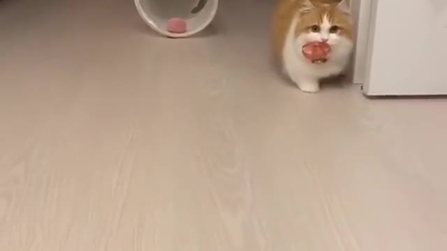 fanny video