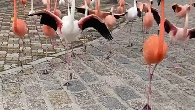 Flamingos