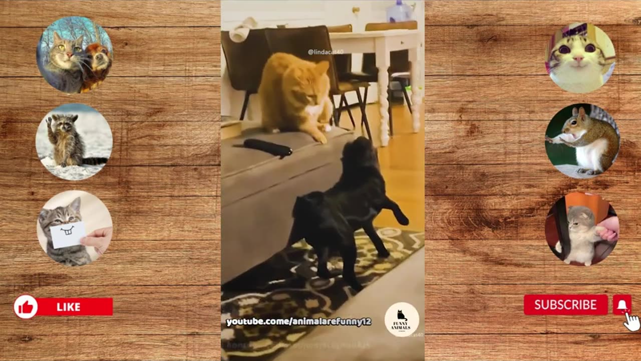 Funny Animals Fight