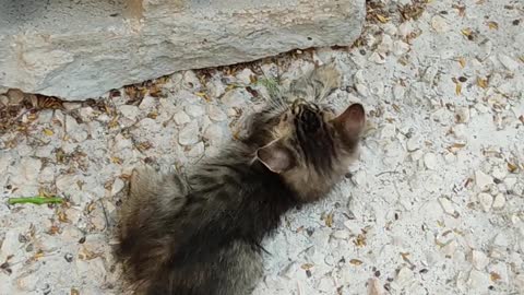 A funny fight between two cats in front of my house