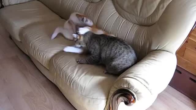 Cutest puppy and kitten fight shibalnu