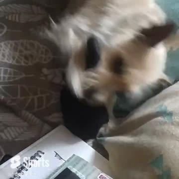 Why does Luna like socks?