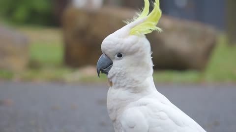 Beautiful parrot