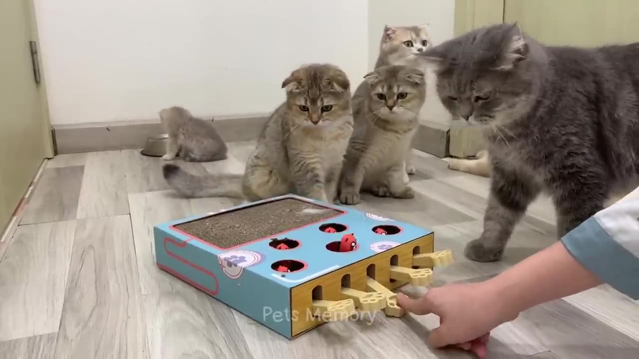 Funniest Animals 2023 😆 New Funny Cats and Dogs 😻🐶 Part 18