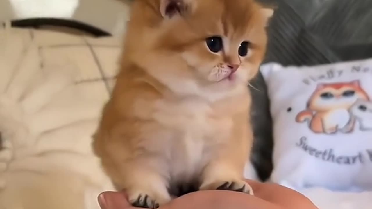 Funny video