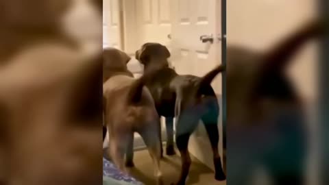 Funniest Dogs video 🐶🐶 funniest animal this year