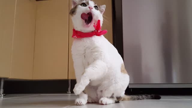 cat so cute and funny clean