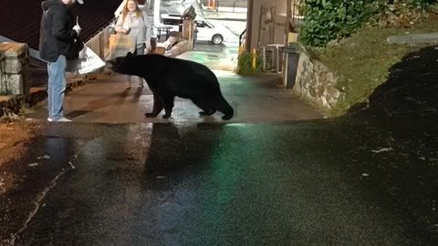 Black Bear Boldly Takes Leftovers