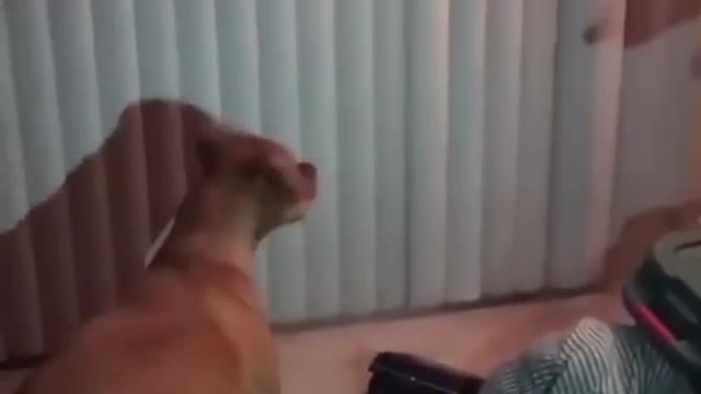 The Popular Laughter Series is a lovely and interesting cat and dog