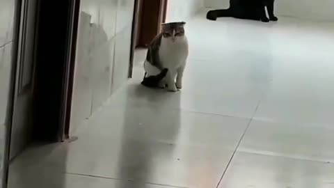 Funny Cat