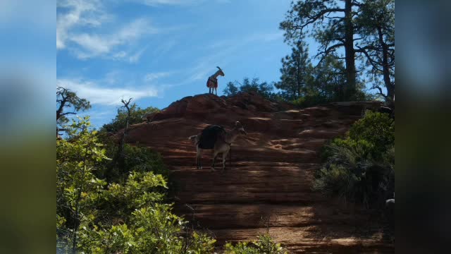 Canaan Mountain trail Utah 2020