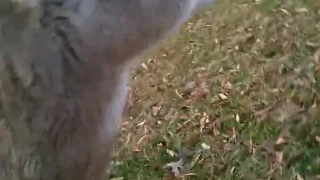 Wild deer licks salt off of my hands ASMR