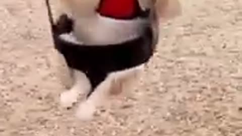 Funny video dog🐶🐶🐶