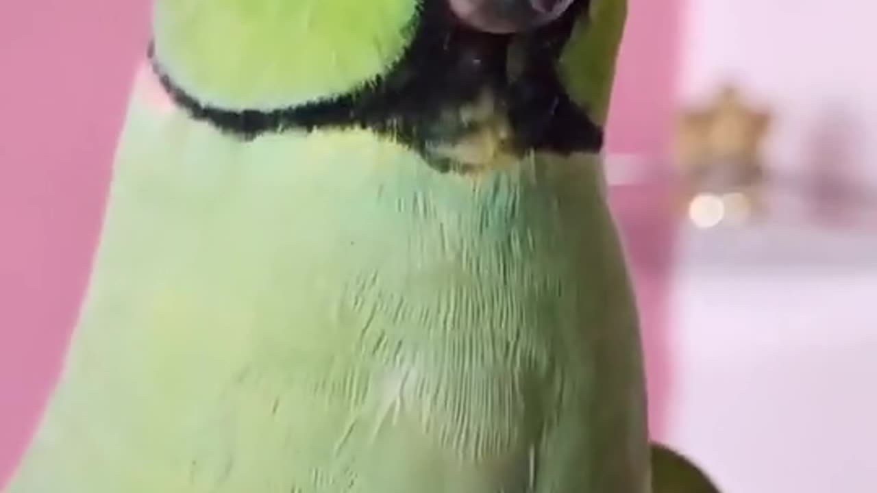 Funny parrot video