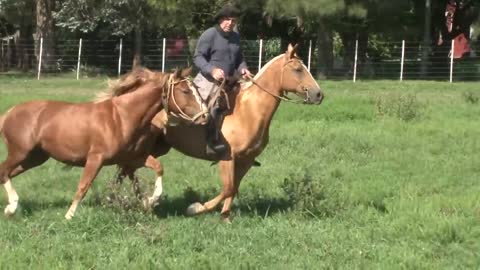 Cómo Entablar una Tropilla