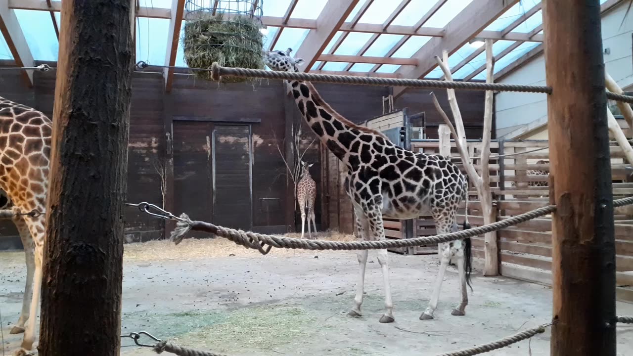 Giraffen im Leipziger Zoo 2023
