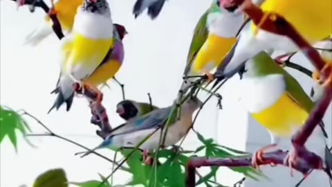 Colour full birds