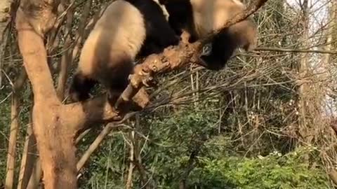 giant panda fight