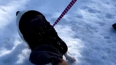 Snow day flipping happy dag