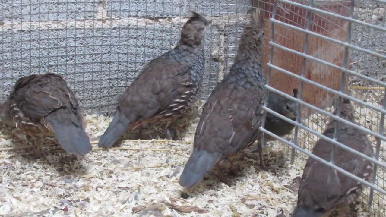 Buff silkie pullets (8)