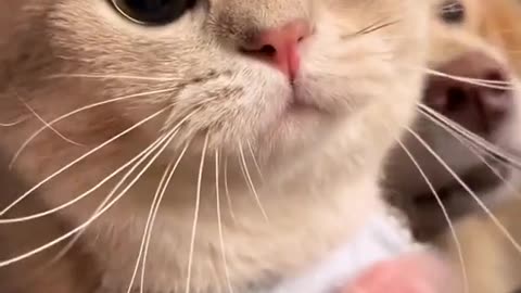 Funny cute cat looking for love