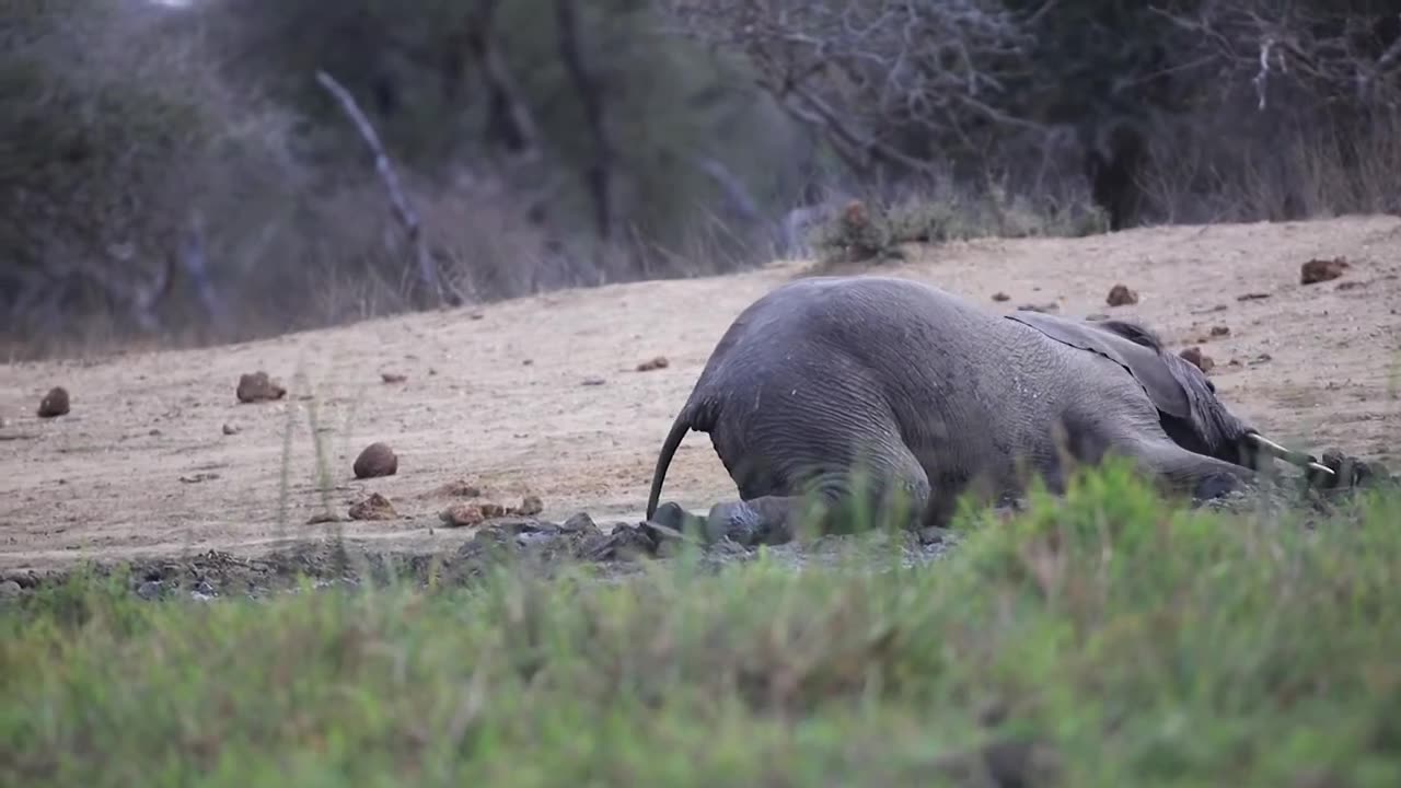 Elephant Rolling in Mud- Animal