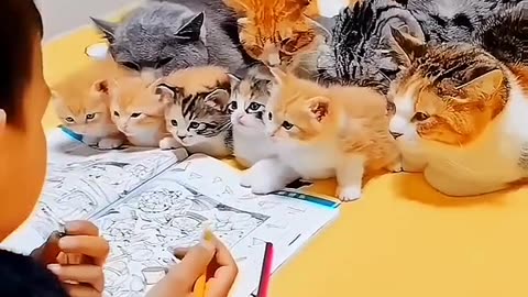 Cat cute and funny video