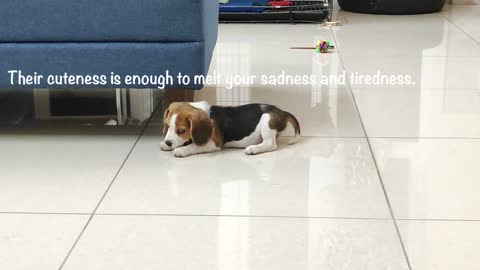 A beagle who can see a Ghost - she barks for the first time and runs around the house