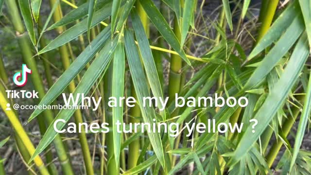 Why are my bamboo plants turning yellow