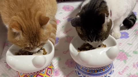 Cute pet debut program, cats and dogs both