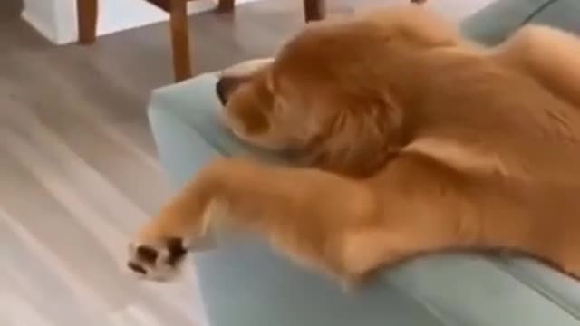 Cute Dog relaxing and sleeping