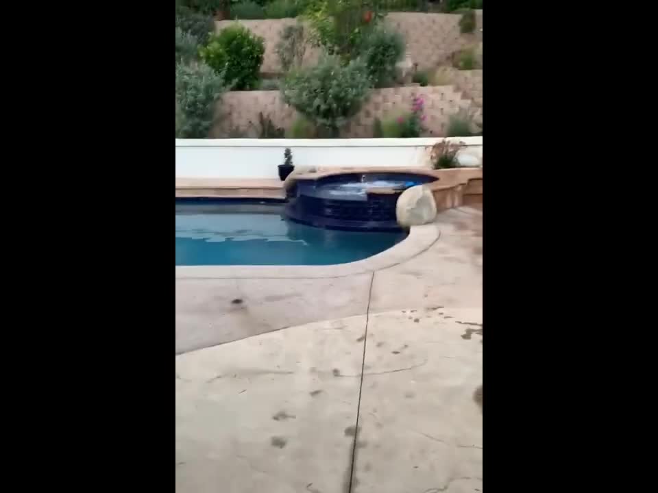funny animals (super 3 minute funny) cats and dogs