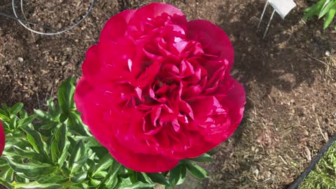 Canadian Peony Society Virtual Show