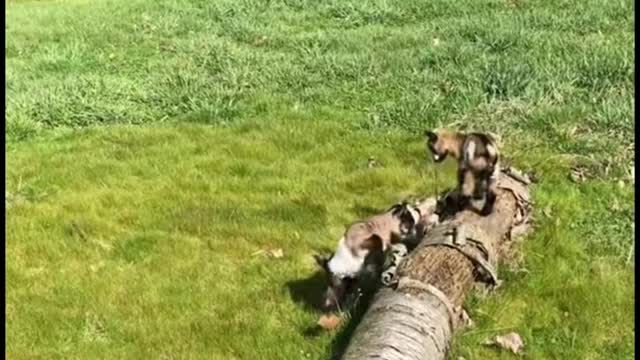 I love the way these three little kids run. They're so cute