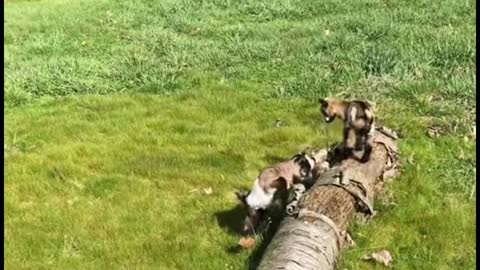 I love the way these three little kids run. They're so cute