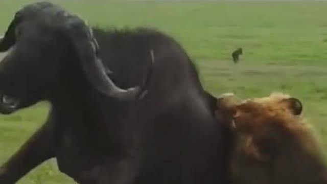 Lion animal world Animal African impression