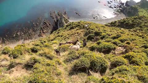 SOLO SURVIVAL ADVENTURES WITH A TWIST. NO FOOD FROM MOUNTAINS TO THE OCEAN. JUST WILD NZ Trailer