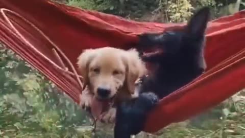 Best friends hanging out together...🐶🐾🐶😍