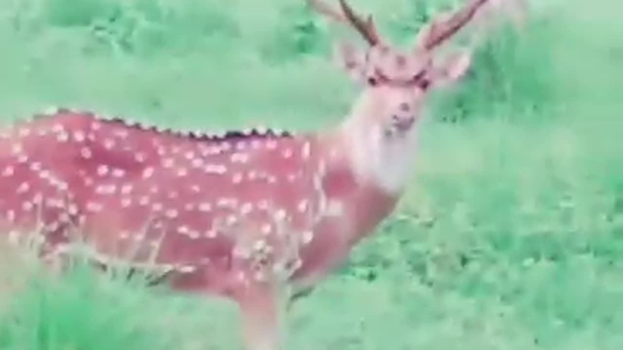 Deer in the Garden 🦌# Animal