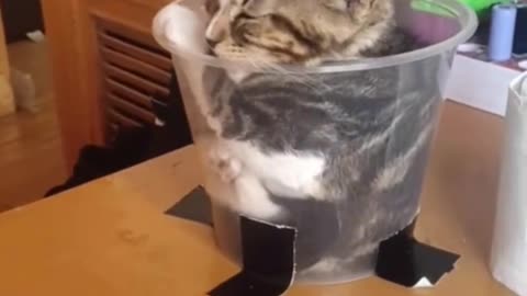 Cat in plastic container