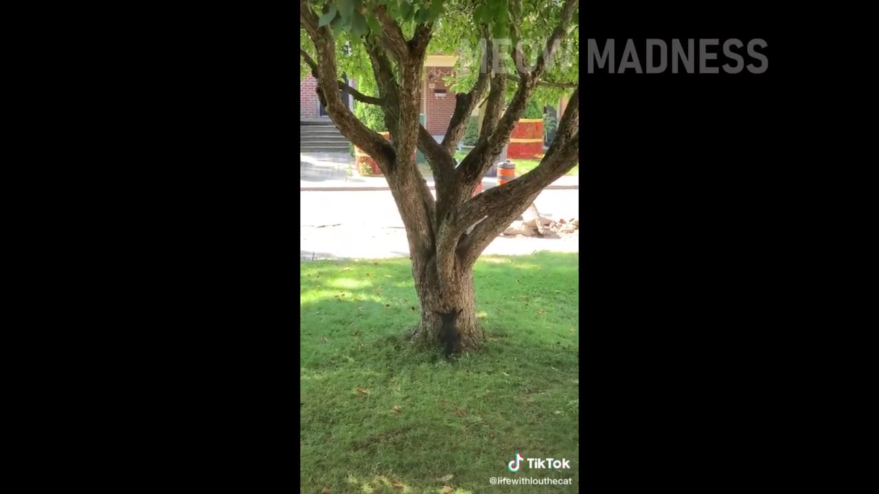 If Your Cat Does This, You're Not Alone!