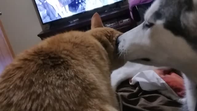 My Cat and Dog Diva and Tang together