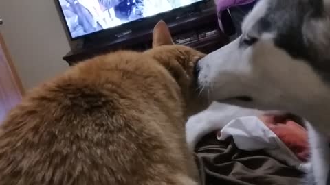 My Cat and Dog Diva and Tang together