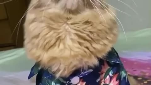 😻😻Funny cat videos 😹😹funny videos