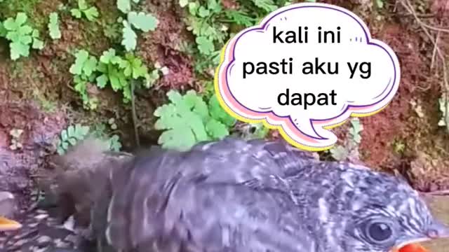 burung kedasih ngga dapat jatah makan 🤣 #shorts #birds #animals #nature bird Chanel 🙏